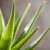 Aloes na zmarszczki – skuteczne metody pielęgnacji skóry